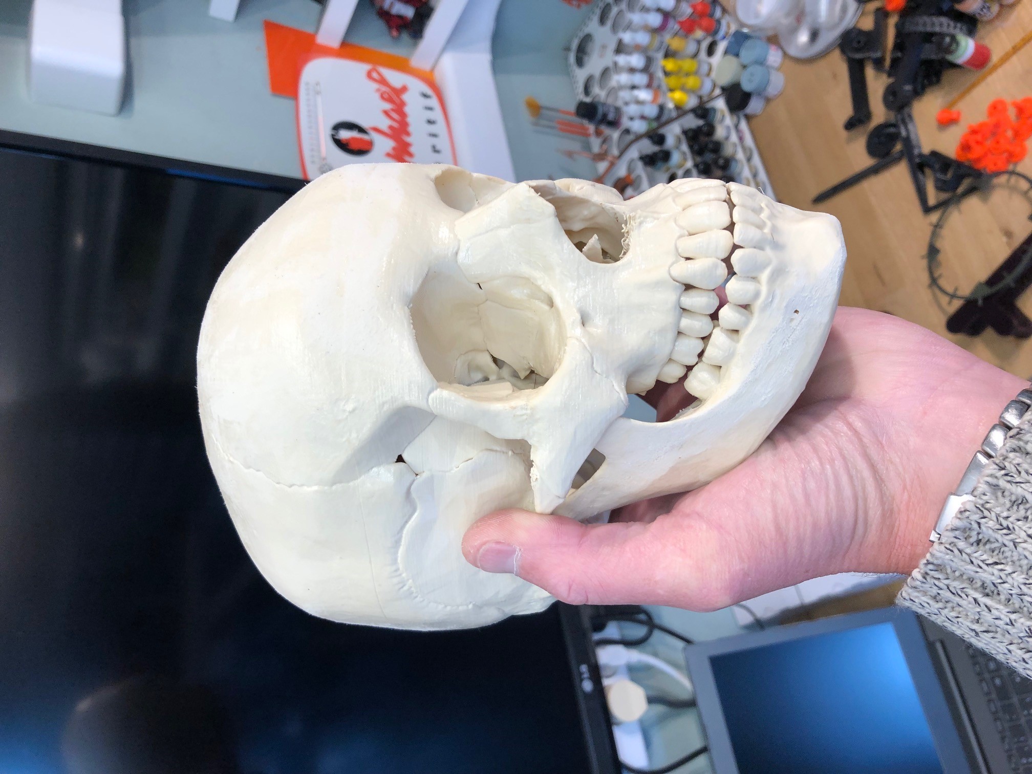 Human skull, anatomically correct