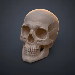 Anatomically Correct Human Skull - Homo Sapiens Sapiens
